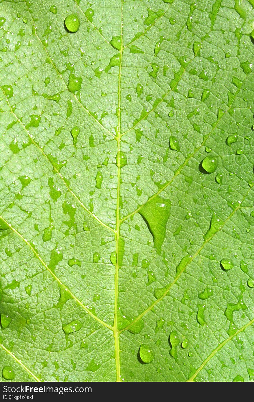 Water Drops on Green Plant Leaf