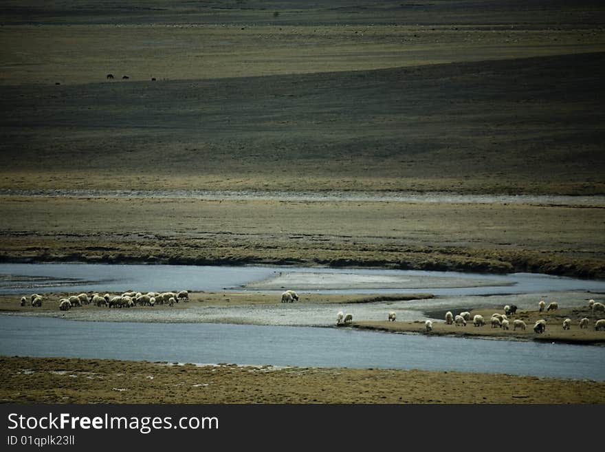 Landscape With Sheep And River