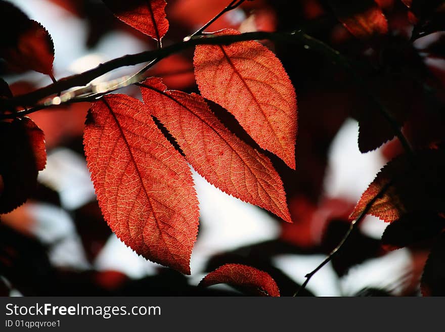 Red leaf