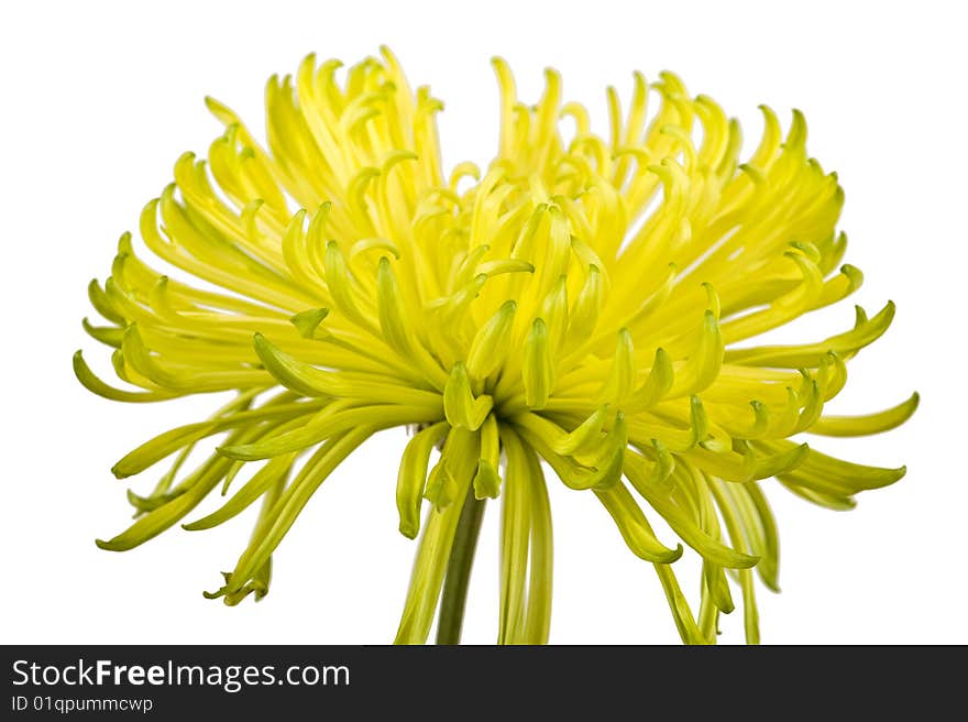 Macro shot of beautiful flower