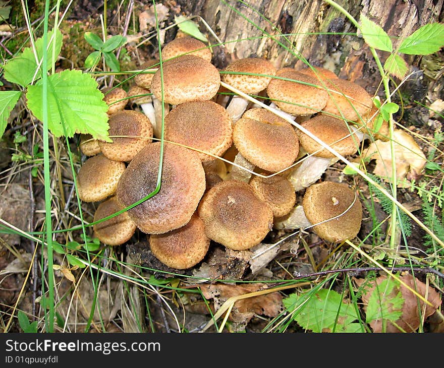 New  Honey Agarics