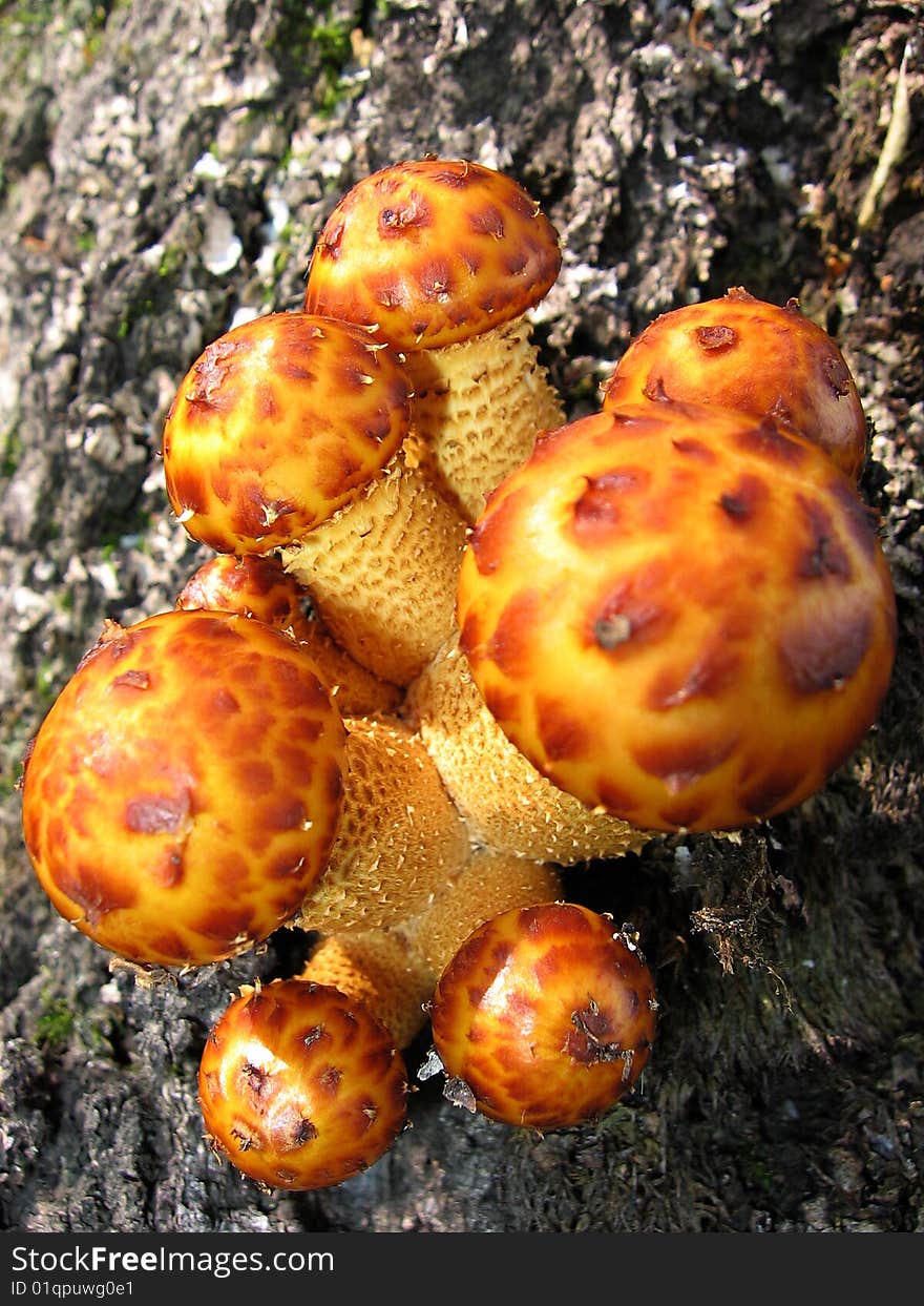 False Honey Agarics