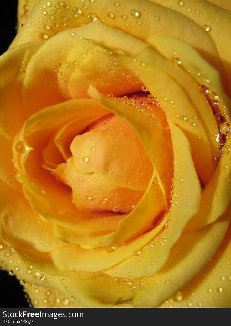 Macro view of yellow rose