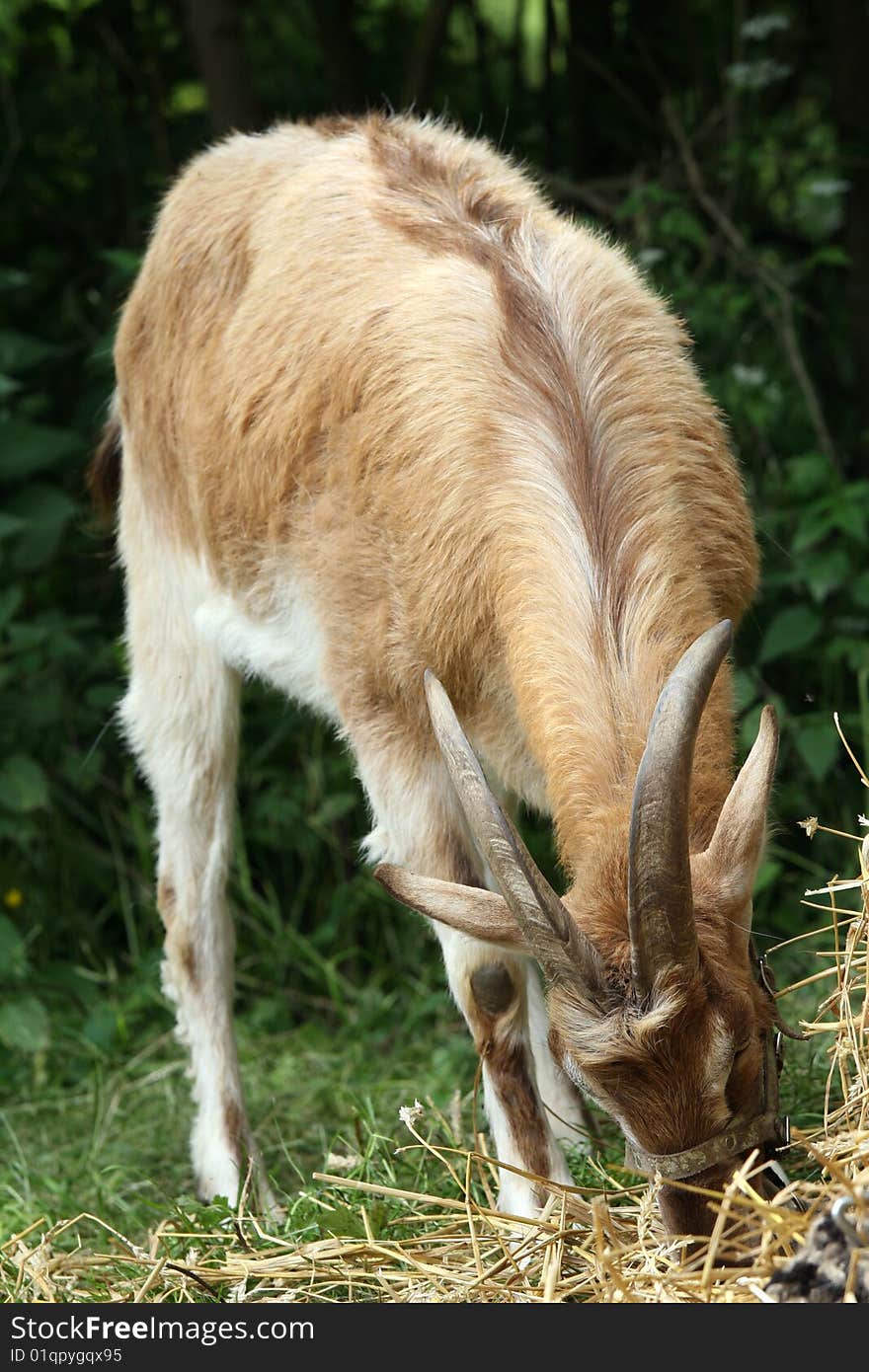 Goat Eating Grass