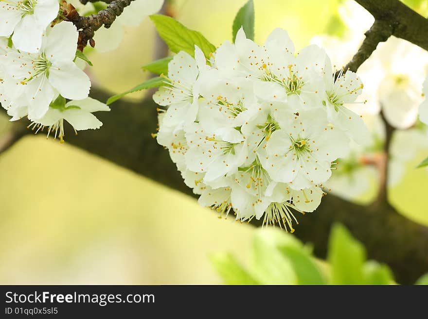 Very beautiful detail of spring flower