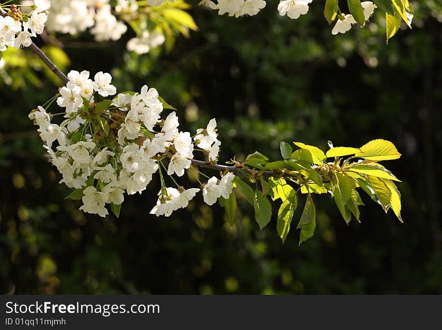 Very beautiful detail of spring flower