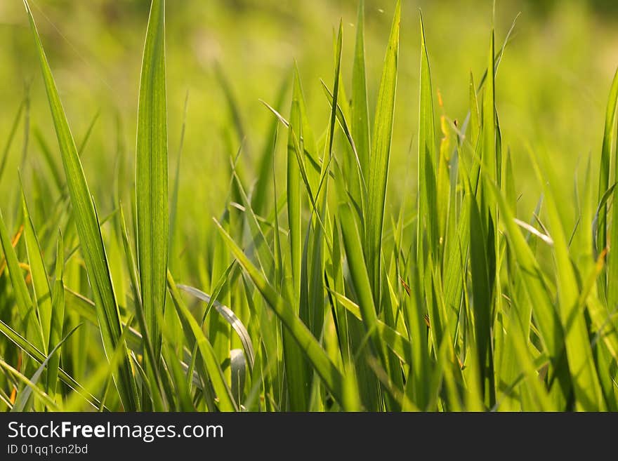 Detail of grass in sunlight