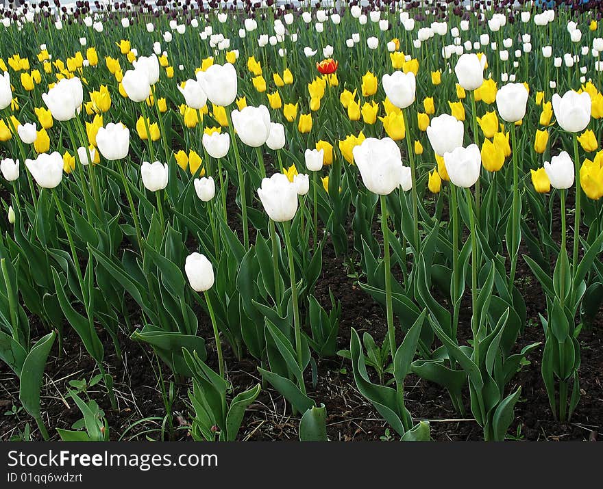 Yellow and white tulips