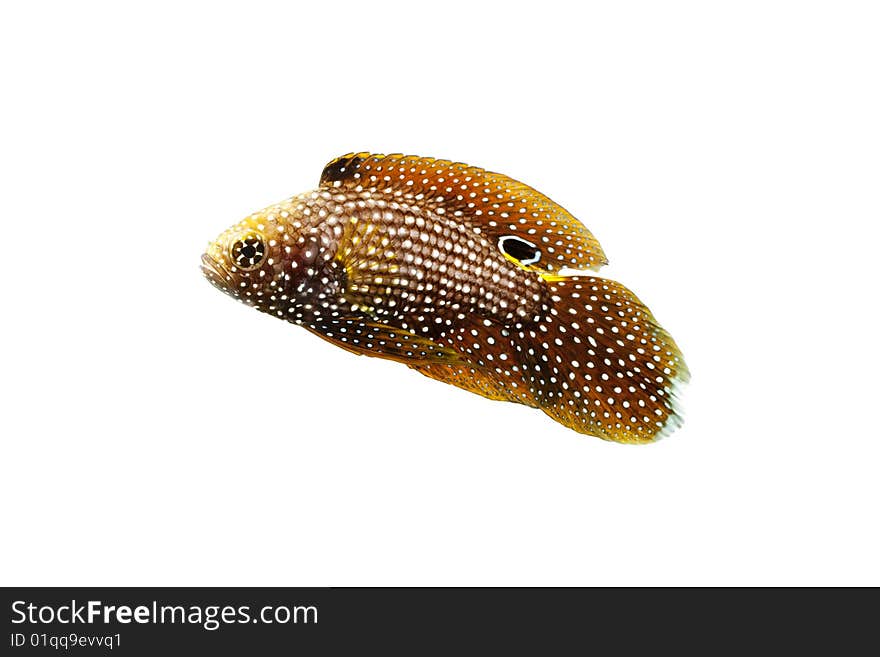 Marine Beta Fish (Calloplesiops altivelis) isolated on white background.