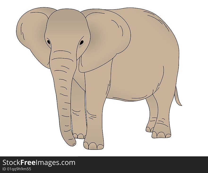 Elephant