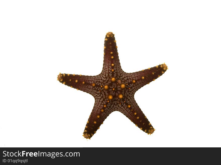 Sea Star isolated on white background.