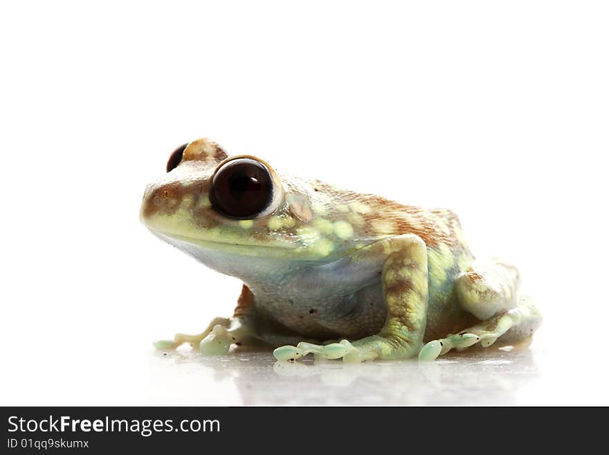 Mountain Reed Frog