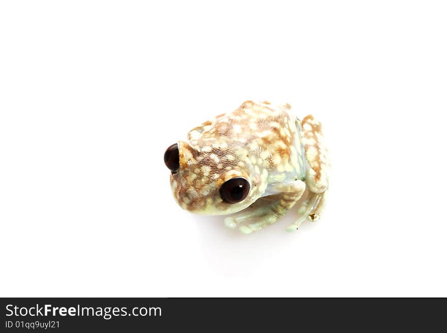 Mountain Reed Frog