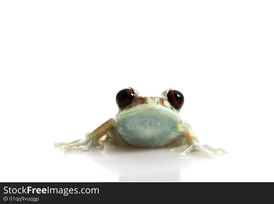 Mountain Reed Frog