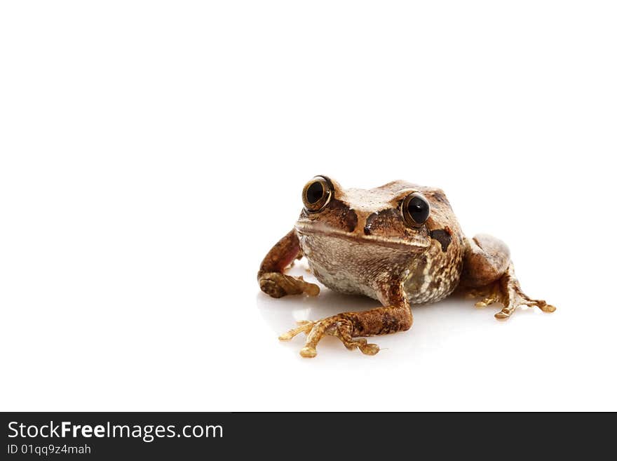 Big-eyed Tree Frog