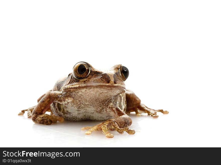 Big-eyed Tree Frog