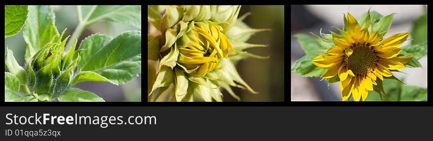 Triptych of sunflower