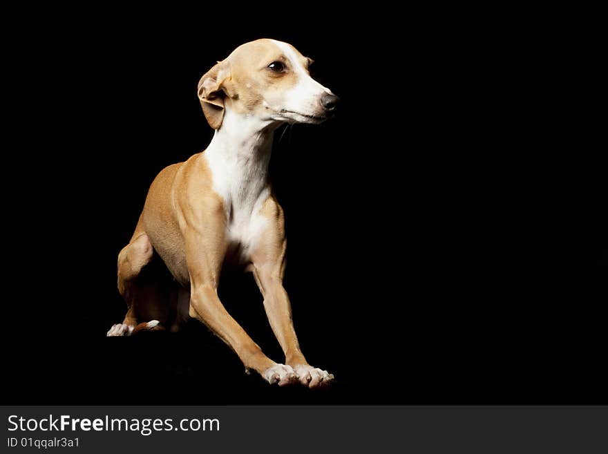 Italian Greyhound