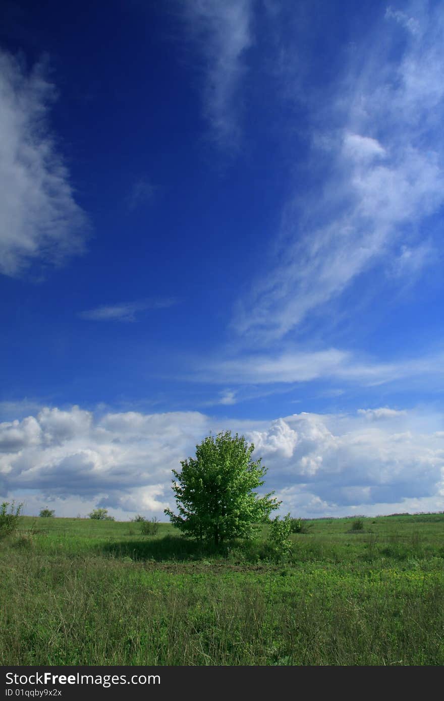 Tree in a steppe