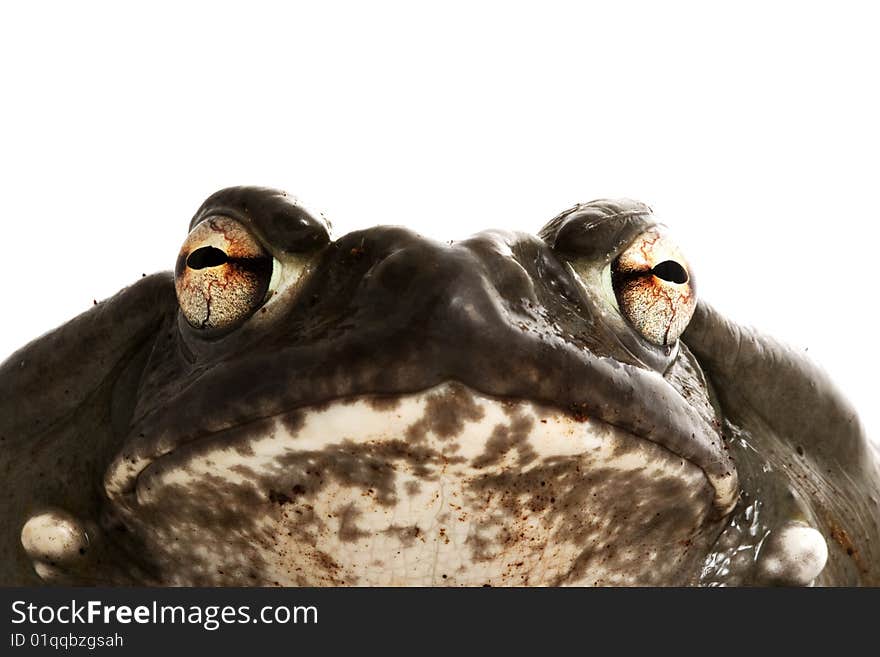 Colorado Bullfrog