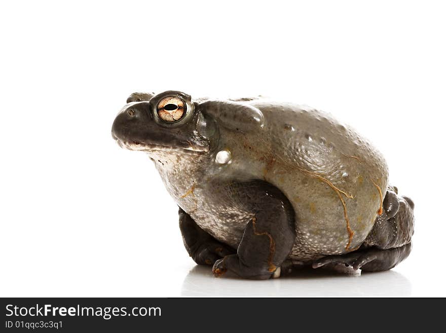 Colorado Bullfrog