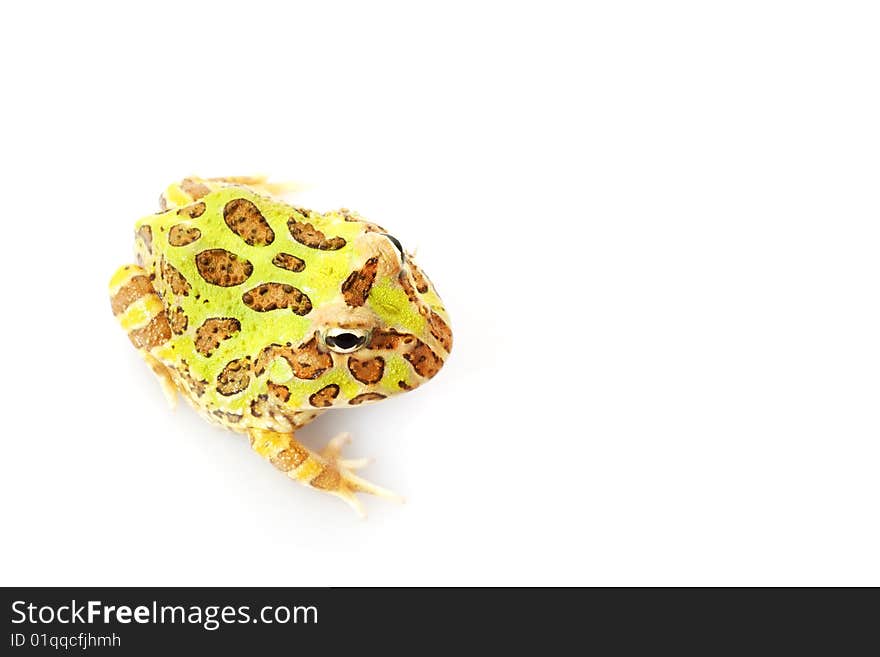 Horned Frog (Ceratophrys) isolated on white background.