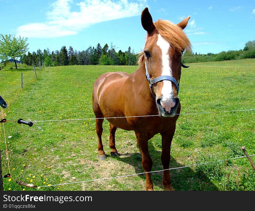 Bay horse close up, Lunenburg County Nova Scotia Canada