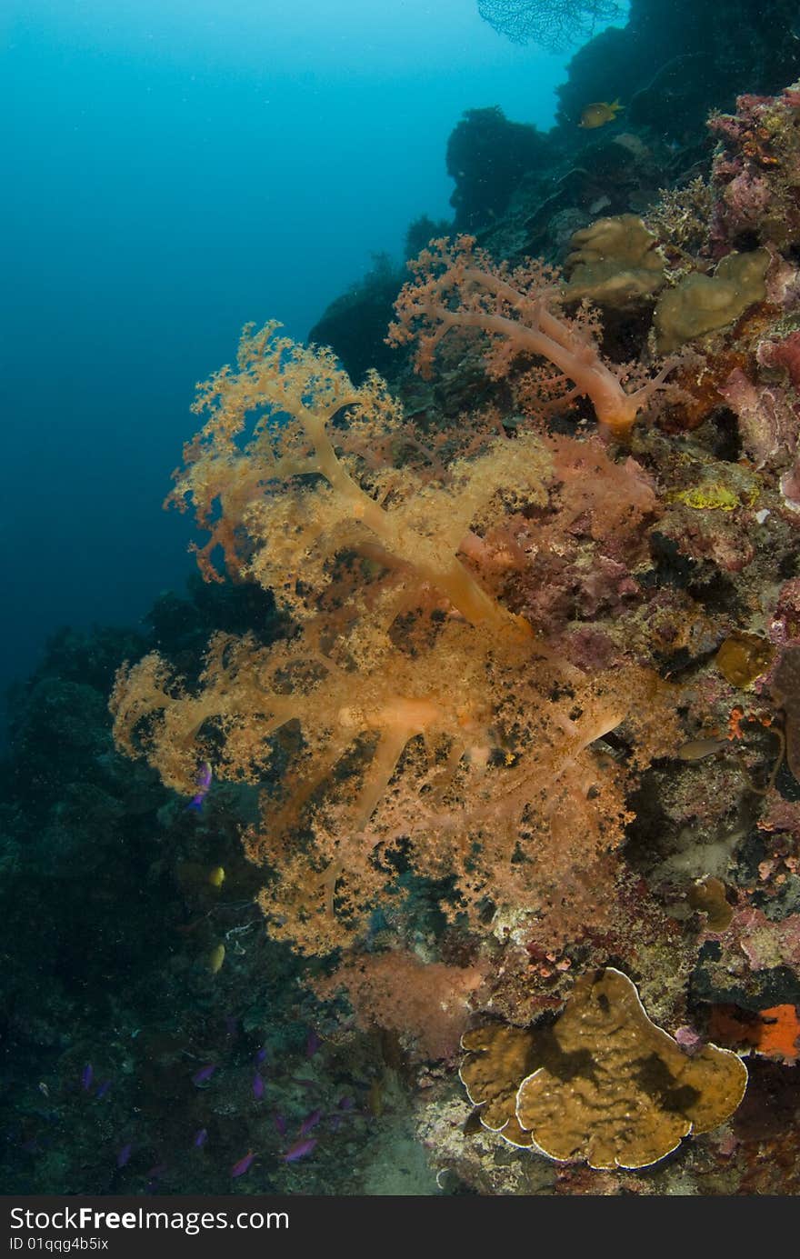 Orange Soft Coral Philippines