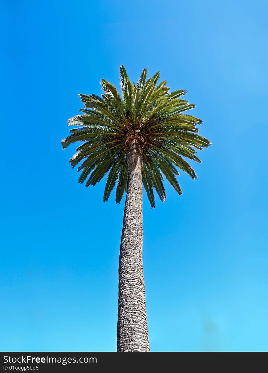 Picture of a palm tree isolated on a blue background.