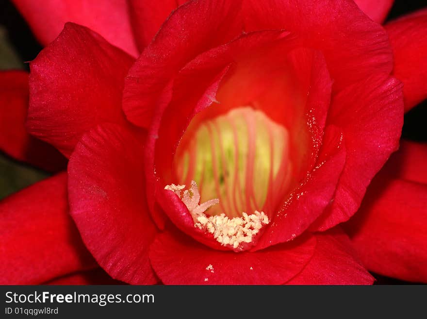 Epiphyllum, cactus flower.Period of flowering. Epiphyllum, cactus flower.Period of flowering