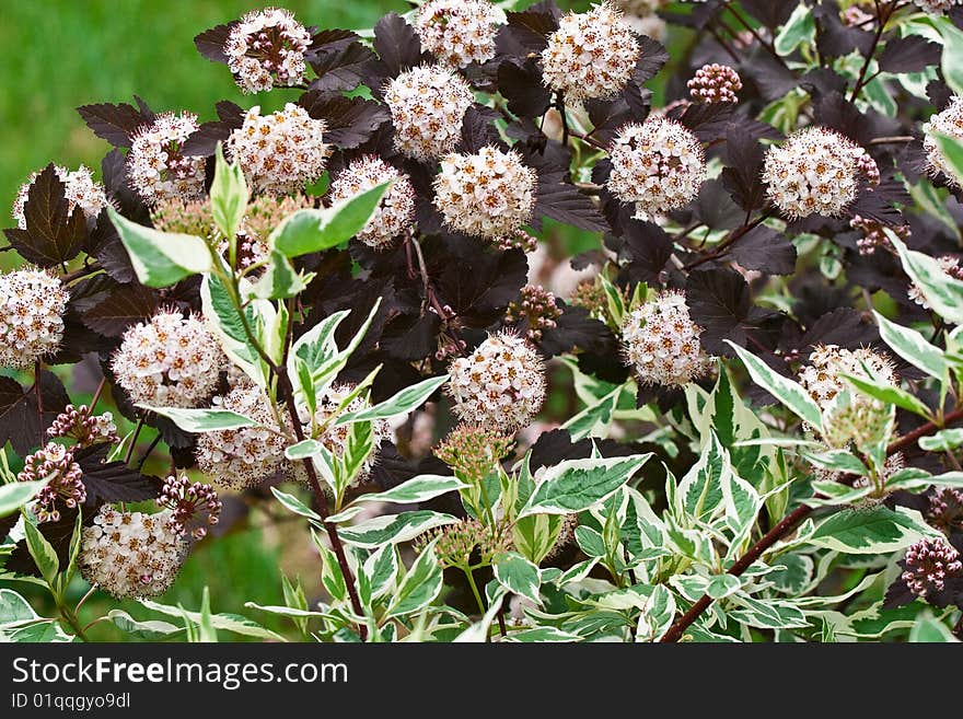 Ornament from blossoming bushes and decorative leaves