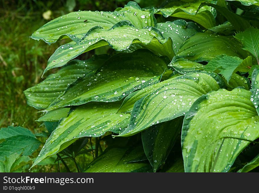 Decorative Leaves