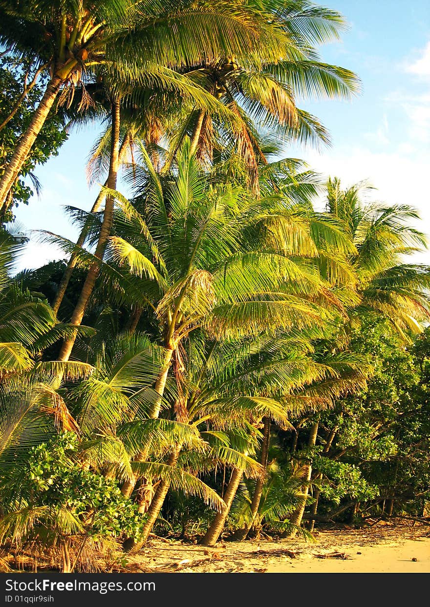 Tropical beach with golden sand and palm trees. Tropical beach with golden sand and palm trees