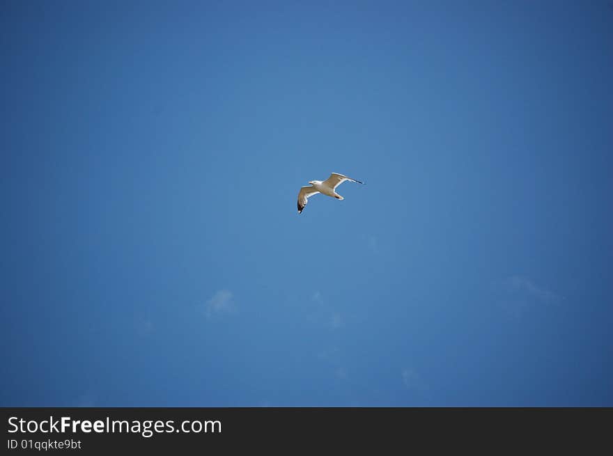 White gull, flying over the Baikal. White gull, flying over the Baikal.