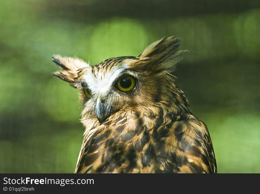 A portrait of an owl staring.