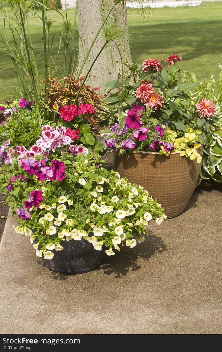 Pots With Various Blooming Plants