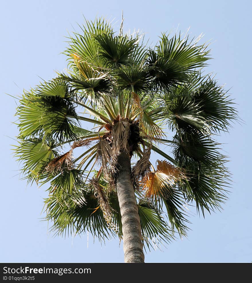 Closeup of crown of palm tree