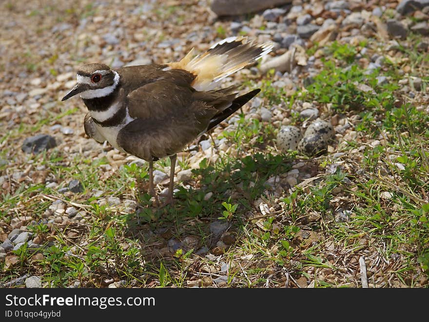 A killdeer (Charadrius vociferus) flares her tail and wings as she guards her pebbly nest. A killdeer (Charadrius vociferus) flares her tail and wings as she guards her pebbly nest.