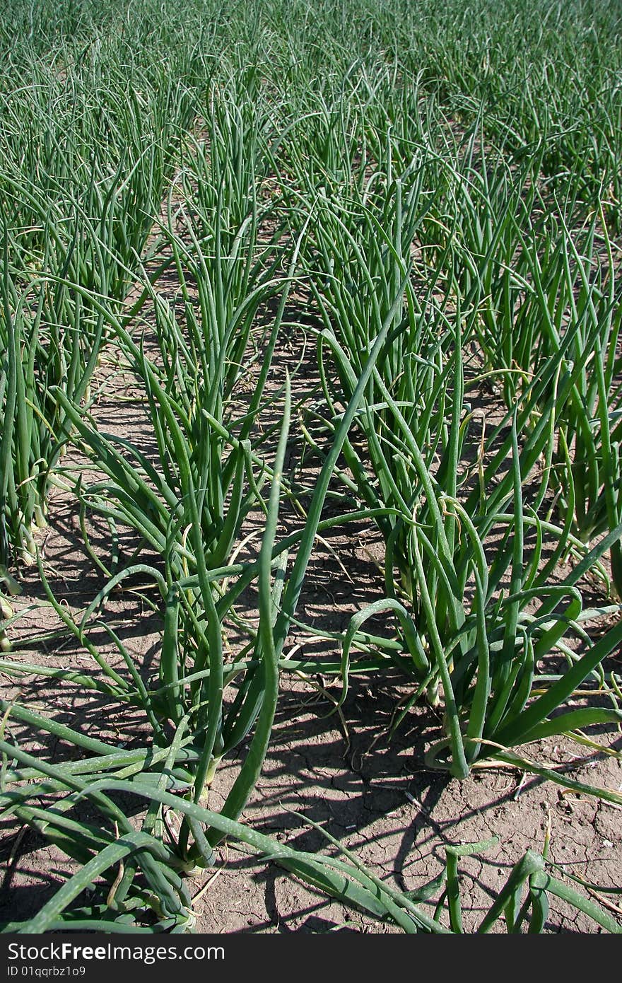 A field with green onions photographed in the early summer sun showing a commercially used acre. A field with green onions photographed in the early summer sun showing a commercially used acre