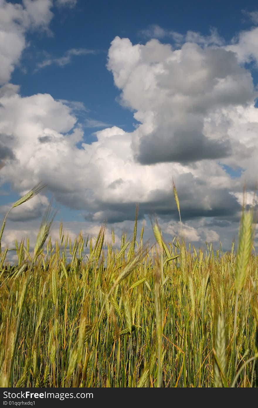 A rye field against blue sky with cumulus clouds