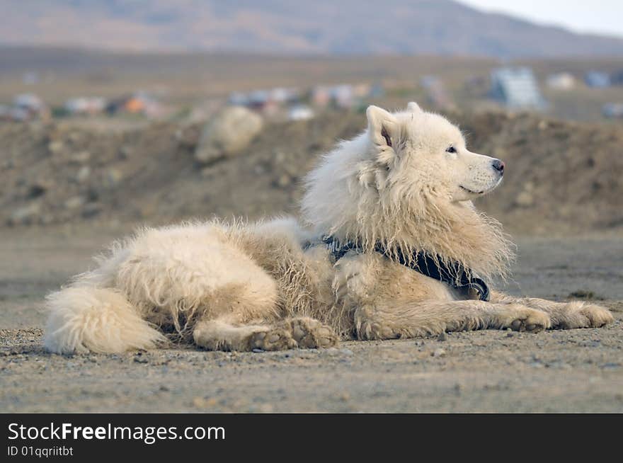 Samoyed Dog