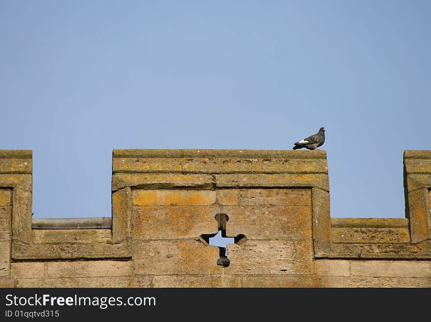 A pigeon standing on a castle parapet. A pigeon standing on a castle parapet.