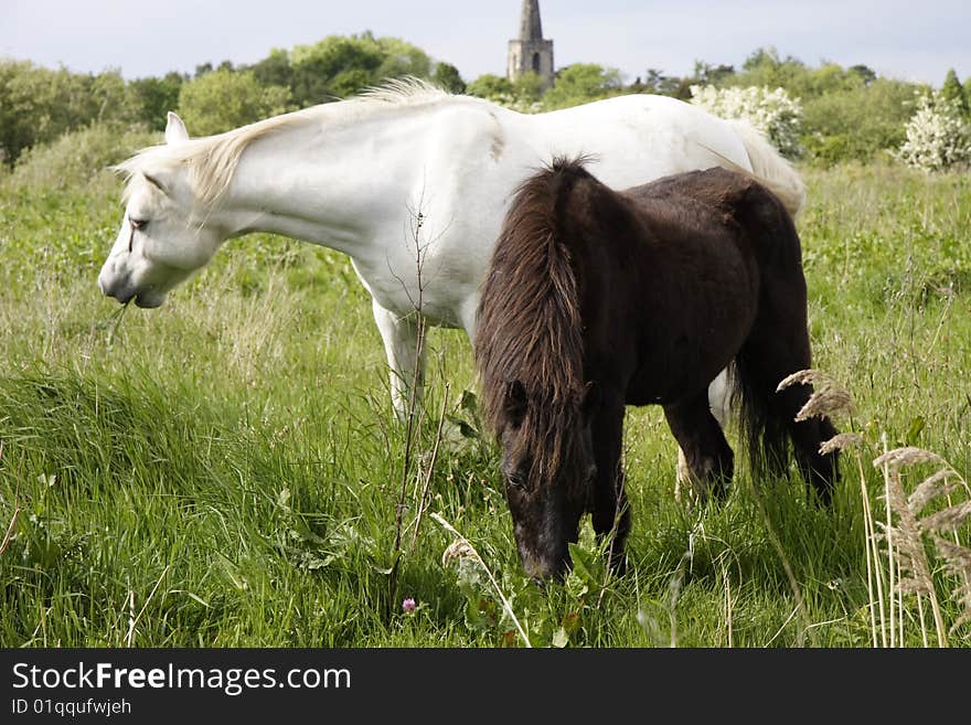 Ponies On The Fells