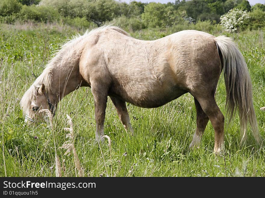 Pony on the fells