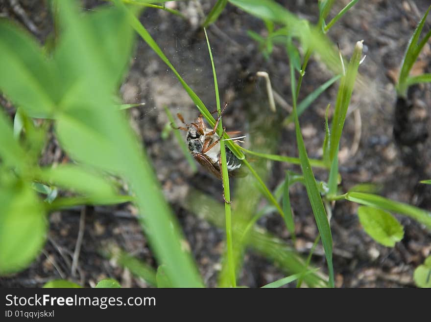 The Cockchafer