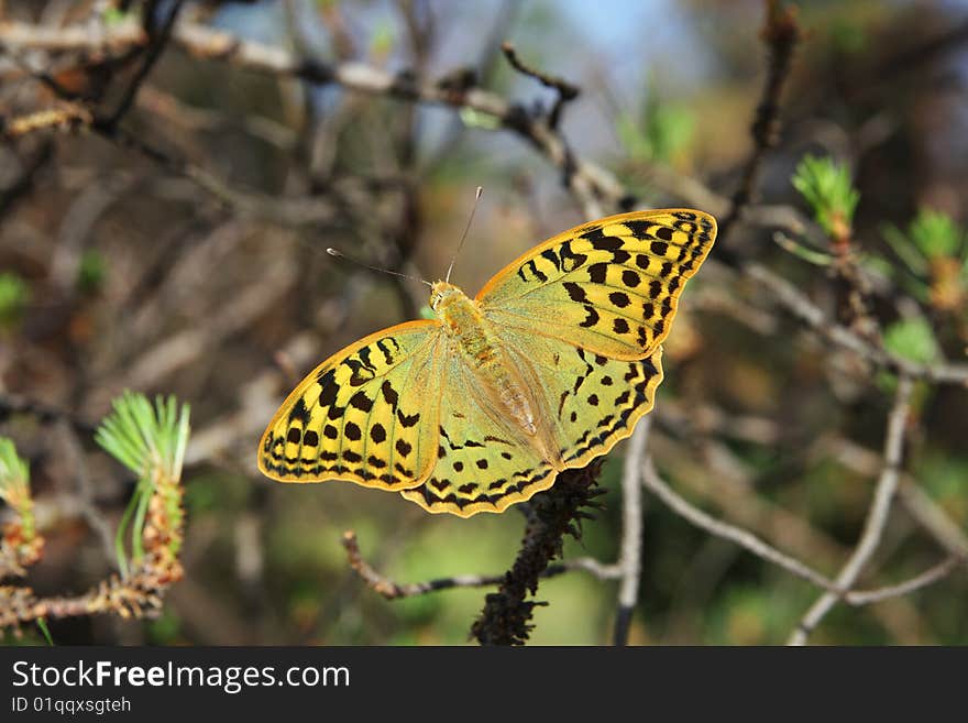 The greater butterfly sits to a branch of a pine