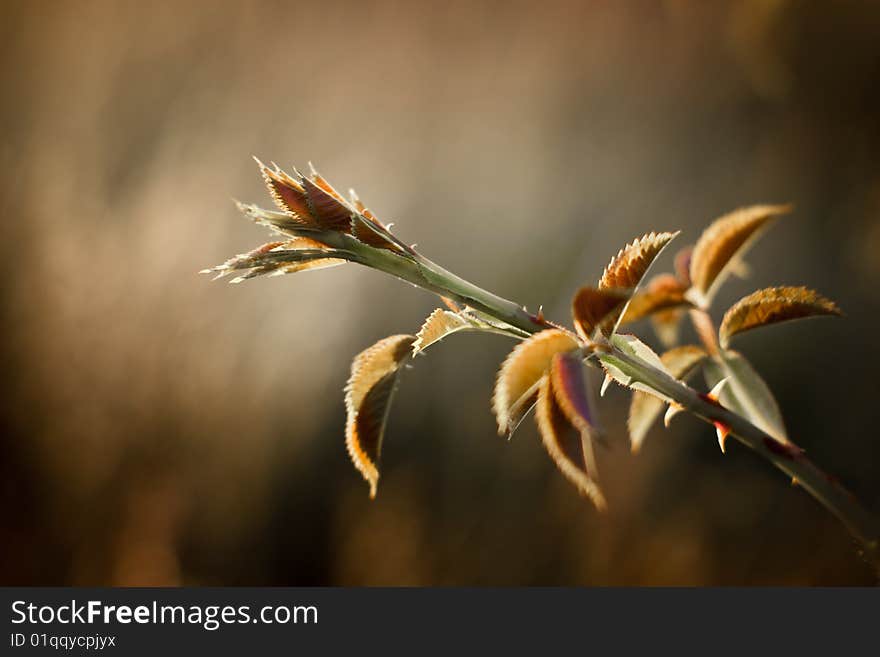 Wild rose bush in warm colors with shallow dof