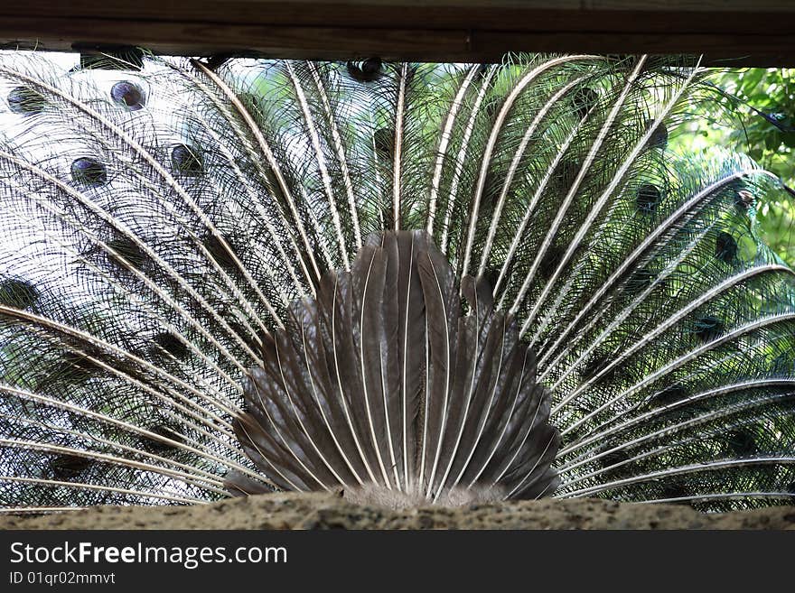 Behind a peacocks feathers