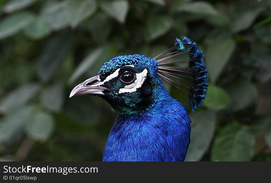 Peacock close-up