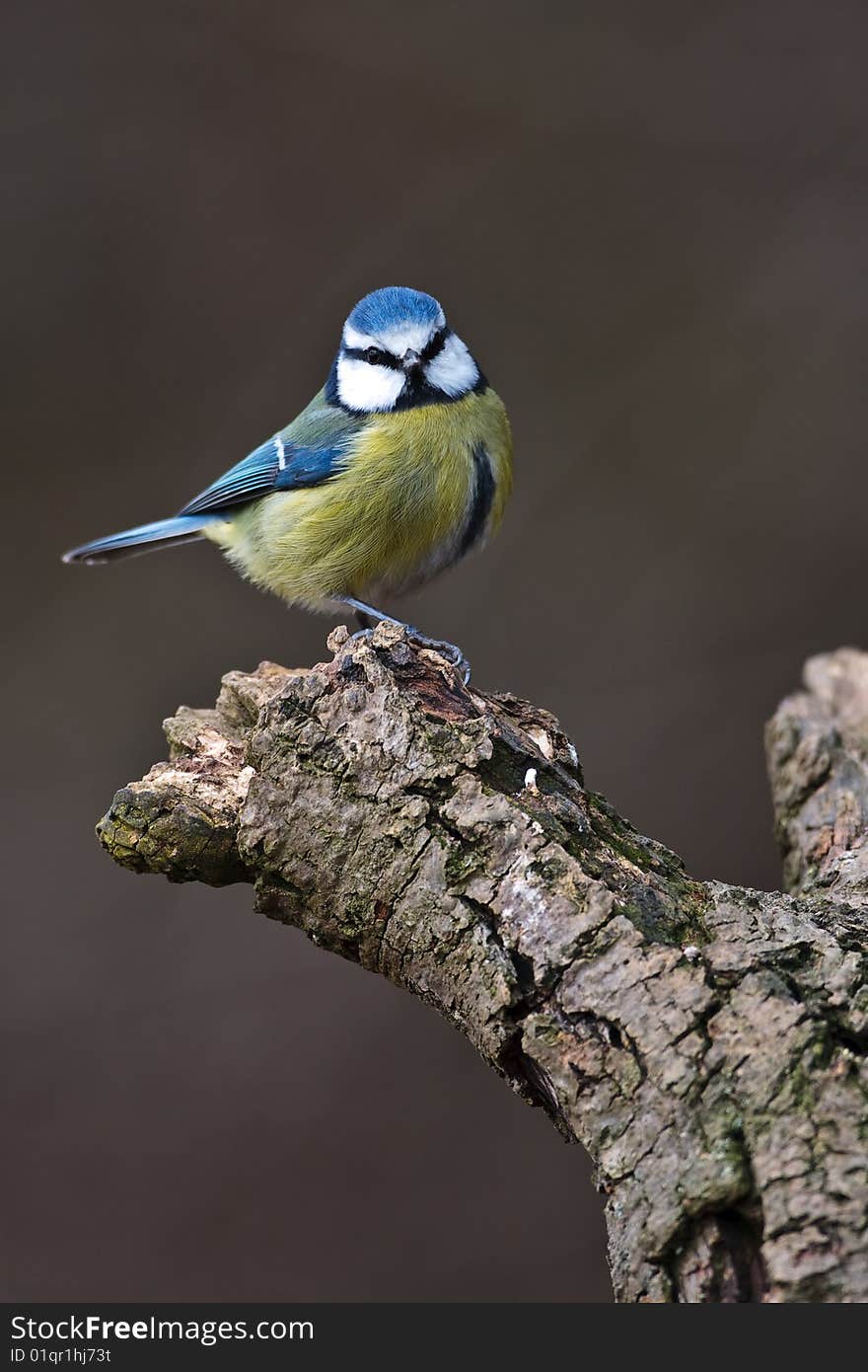 Blue Tit sitting on a branch